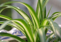 什么花放在卧室好