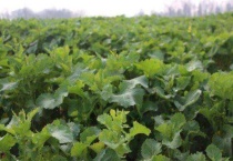 冬油菜的株行距多少？