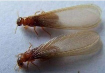 飞蚁咬人后怎么多久？