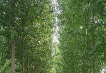 小青杨是常绿的还是落叶的？杨属植物有哪些？