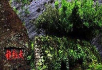 母树大红袍 与普通大红袍的区别？