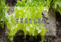 生菜出苗后怎么浇水
