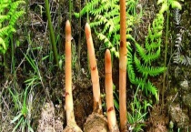 天麻种子价格及种植方法 天麻有哪些品种