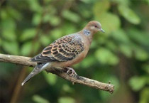 斑鸠可以家养吗？