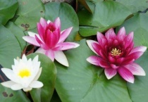 睡莲的绿壳要剥掉吗？