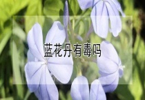 蓝花丹有毒吗？