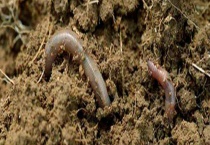 蚯蚓吃什么食物？附其生活习性