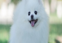 博美犬怎么养 有哪些注意事项