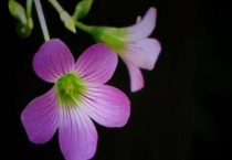 三叶草是花吗？