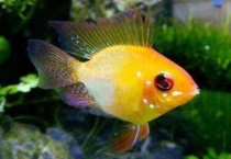 金波子好养吗？