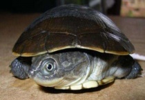 沼泽龟和西非龟区别？