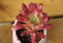 红覆轮多肉怎么上盆