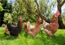 母鸡多久开始下蛋