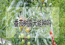 番茄树露天能种吗？