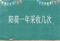 阳荷一年采收几次
