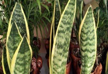 虎皮兰叶子发黄怎么办？虎皮兰的养殖多久？