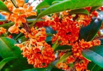 红色桂花树是什么品种