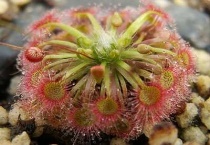 锦地罗怎样种植