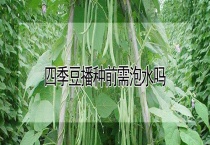 四季豆播种前需泡水吗？