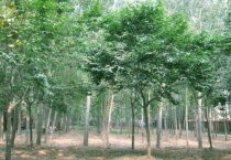 杜仲树长的什么样