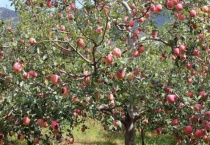 一颗苹果树能授粉吗？