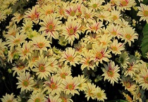 多头菊叶子蔫了怎么办？