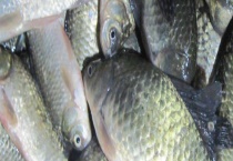 台钓鲫鱼实用技巧大全 典型漂相有哪些？