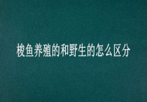 梭鱼养殖的和野生的怎么区分