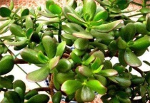 燕子掌开花吗？