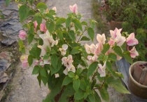 三角梅一直不开花是什么原因？