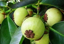 山竹长在土里还是树上