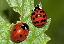 瓢虫的生活习性