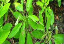 跳舞草为什么能跳舞 附跳舞草的价值