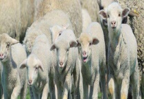 澳洲白绵羊产羔率