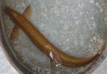 黄金泥鳅吃什么？