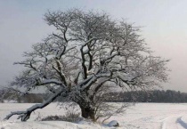 冬天的树有哪些变化