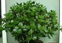 玉树掉叶子还能活吗？