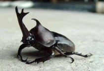 双叉犀金龟吃什么？