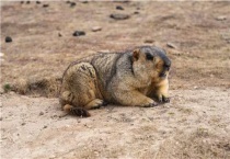 旱獭对地理环境的影响