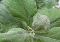 花叶长虫怎么办？