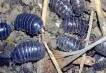 潮虫在什么地方生长