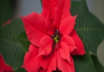 一品红是如何过冬的 附压条方法介绍