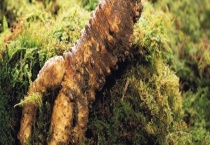 党参的产地分布 附党参的产地环境