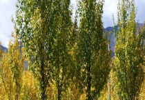 杨树传播种子靠什么 关于杨树的相关介绍