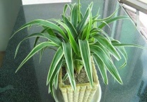 金边吊兰怎么养