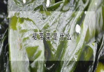 裙带菜是什么？