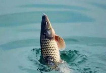 春季钓鲤鱼什么时间开竿 附注意事项