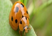 十八星瓢虫通常吃什么食物？与二十八星瓢虫的区别？