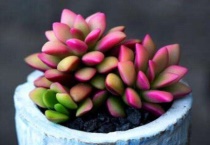 多肉植物药水怎么用？