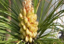 松花粉是什么东西 附禁忌